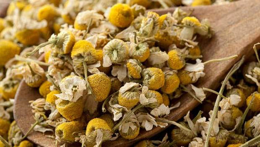 Chamomile Tea (Wholesale By the Pound)